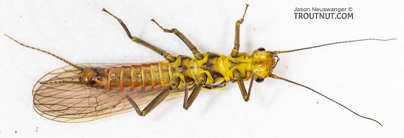 Ventral view of a Female Sweltsa fidelis (Chloroperlidae) (Sallfly) Stonefly Adult from the Madison River in Montana