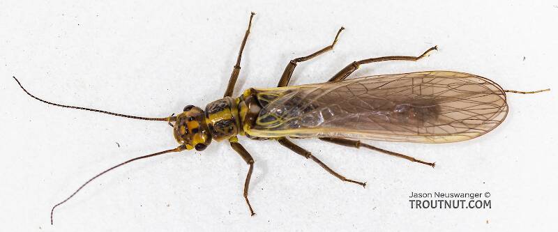 Dorsal view of a Female Sweltsa fidelis (Chloroperlidae) (Sallfly) Stonefly Adult from the Madison River in Montana