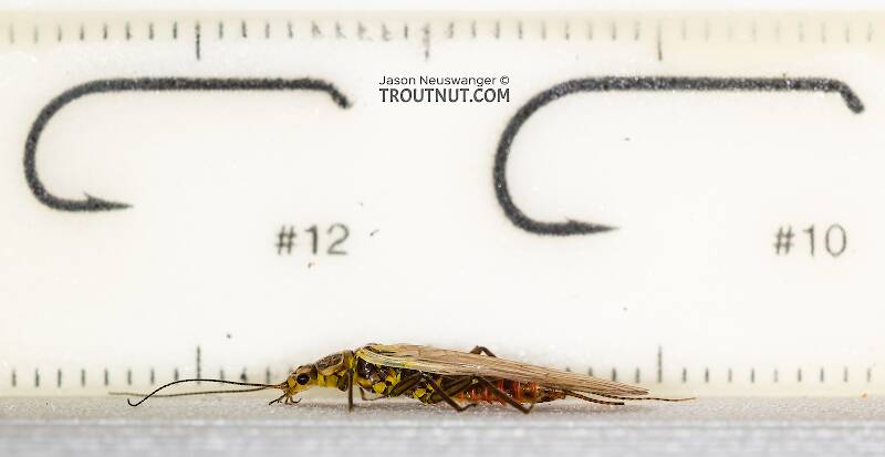 Ruler view of a Female Sweltsa fidelis (Chloroperlidae) (Sallfly) Stonefly Adult from the Madison River in Montana The smallest ruler marks are 1 mm.
