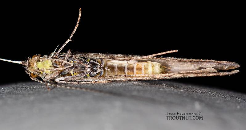 Leptoceridae  Caddisfly Adult