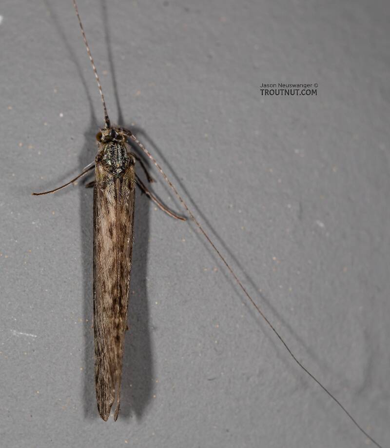 Dorsal view of a Leptoceridae Caddisfly Adult from the Madison River in Montana
