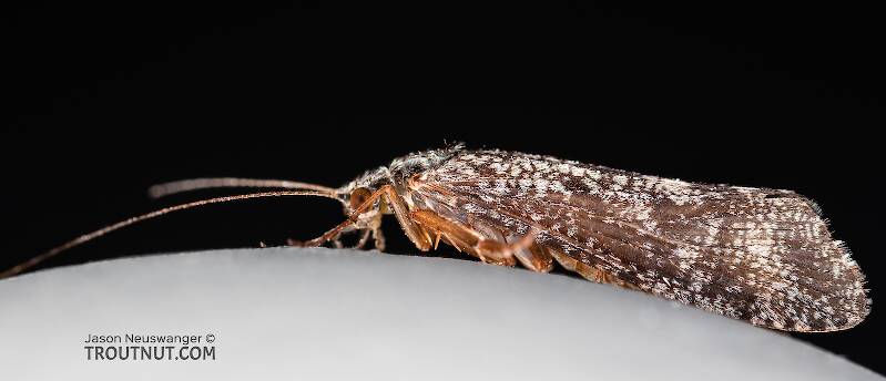 Lateral view of a Hydropsyche (Hydropsychidae) (Spotted Sedge) Caddisfly Adult from the Madison River in Montana
