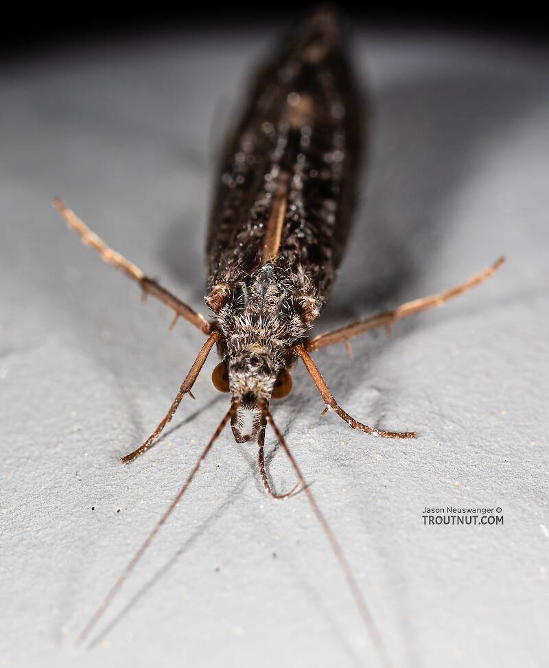 Dorsal view of a Hydropsyche (Hydropsychidae) (Spotted Sedge) Caddisfly Adult from the Madison River in Montana