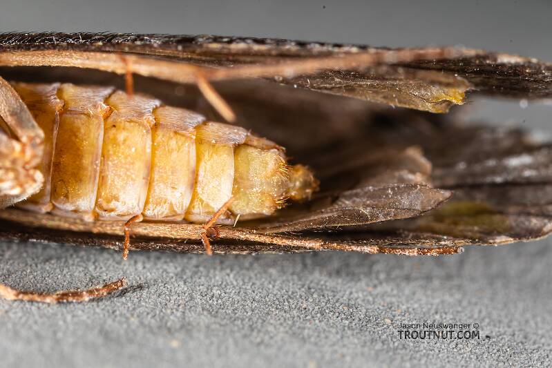 Ventral view of a Hydropsyche (Hydropsychidae) (Spotted Sedge) Caddisfly Adult from the Madison River in Montana