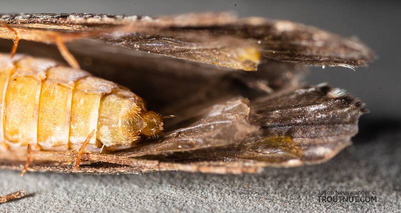 Hydropsyche (Hydropsychidae) (Spotted Sedge) Caddisfly Adult from the Madison River in Montana