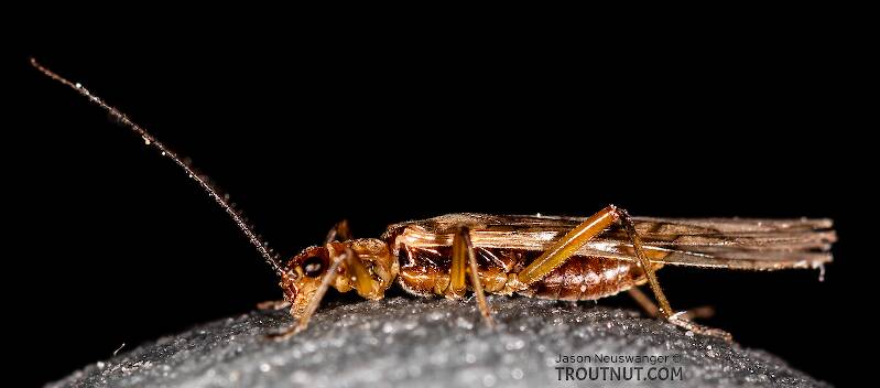 Lateral view of a Male Malenka tina (Nemouridae) (Tiny Winter Black) Stonefly Adult from the Madison River in Montana