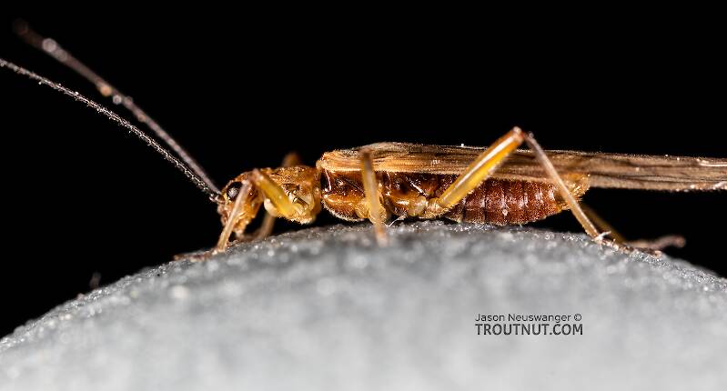 Male Malenka tina (Nemouridae) (Tiny Winter Black) Stonefly Adult from the Madison River in Montana