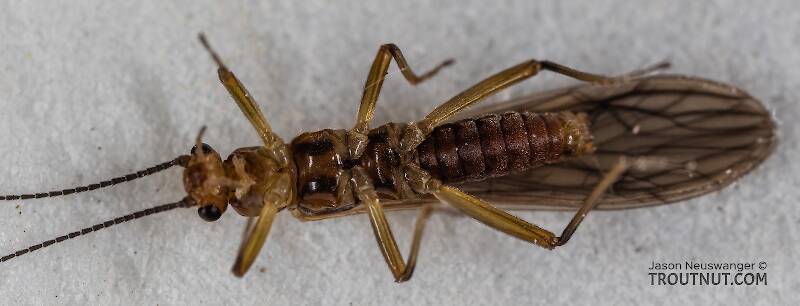 Ventral view of a Male Malenka tina (Nemouridae) (Tiny Winter Black) Stonefly Adult from the Madison River in Montana