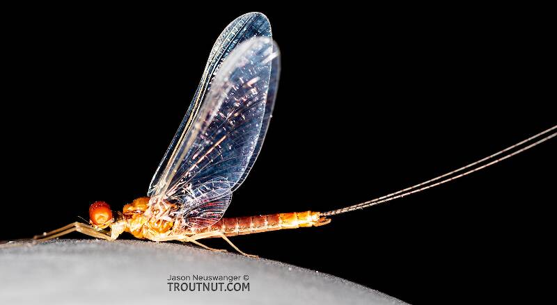 Lateral view of a Male Ephemerella dorothea infrequens (Ephemerellidae) (Pale Morning Dun) Mayfly Spinner from the Madison River in Montana