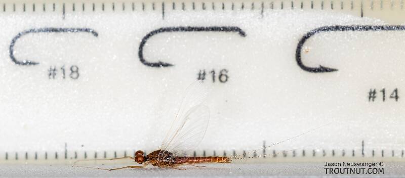 Ruler view of a Male Ephemerella dorothea infrequens (Ephemerellidae) (Pale Morning Dun) Mayfly Spinner from the Madison River in Montana The smallest ruler marks are 1 mm.