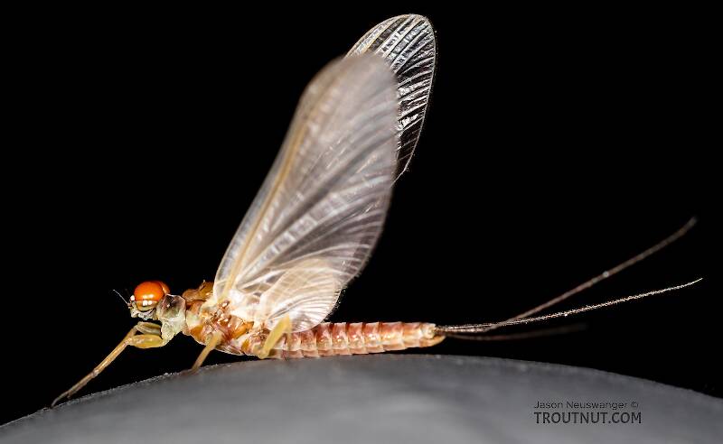 Lateral view of a Male Ephemerella aurivillii (Ephemerellidae) Mayfly Dun from the Madison River in Montana