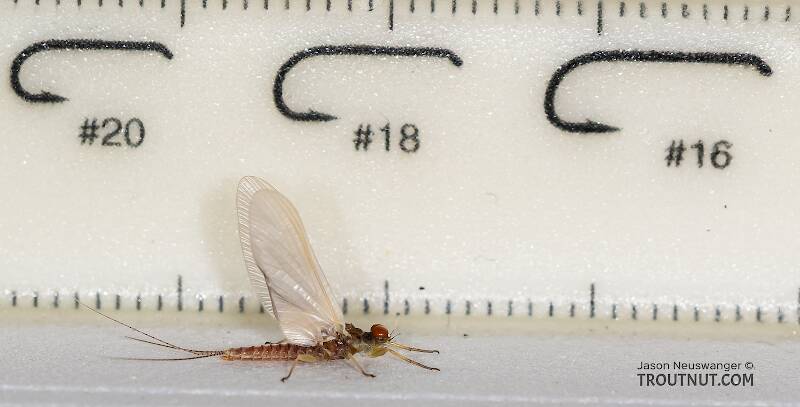 Ruler view of a Male Ephemerella aurivillii (Ephemerellidae) Mayfly Dun from the Madison River in Montana The smallest ruler marks are 1 mm.