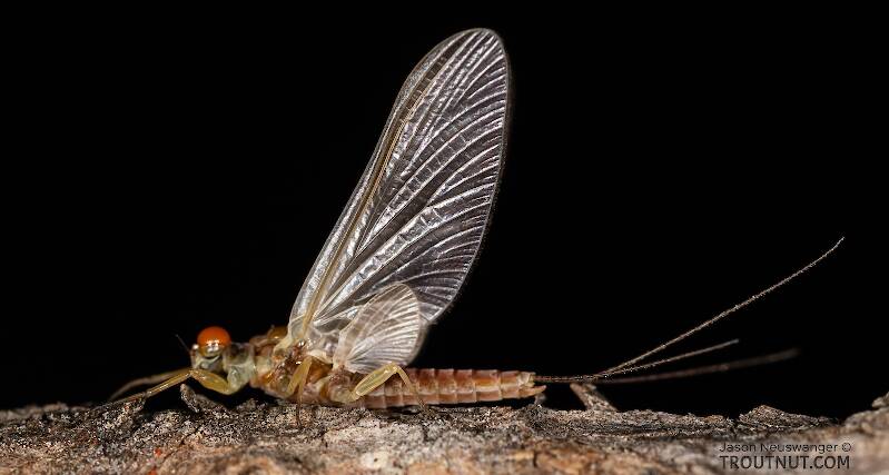 Artistic view of a Male Ephemerella aurivillii (Ephemerellidae) Mayfly Dun from the Madison River in Montana