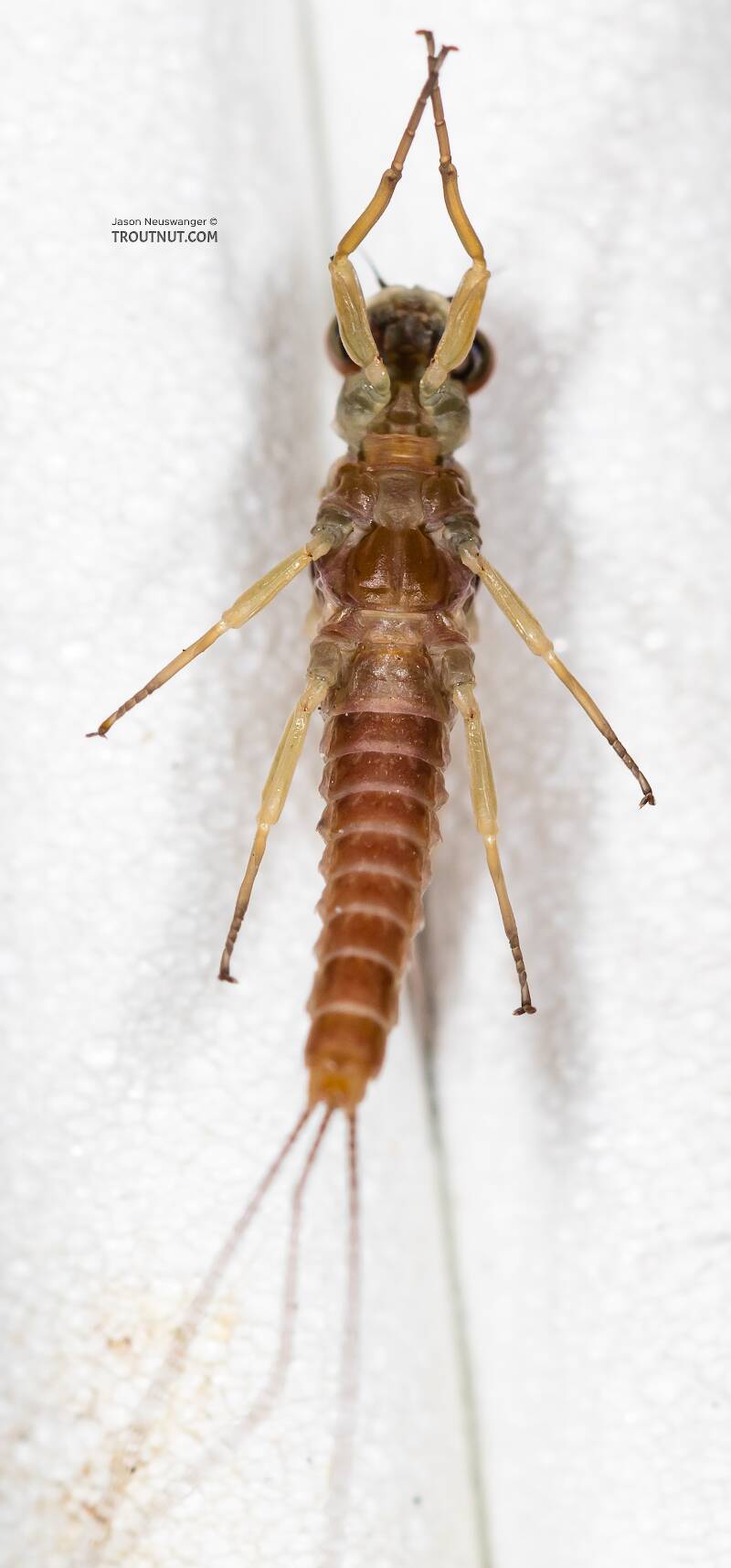 Ventral view of a Male Ephemerella aurivillii (Ephemerellidae) Mayfly Dun from the Madison River in Montana