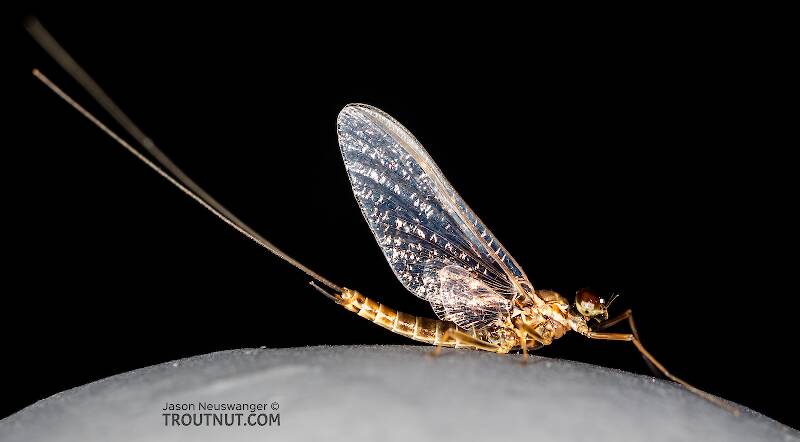 Male Rhithrogena undulata (Small Western Red Quill) Mayfly Spinner