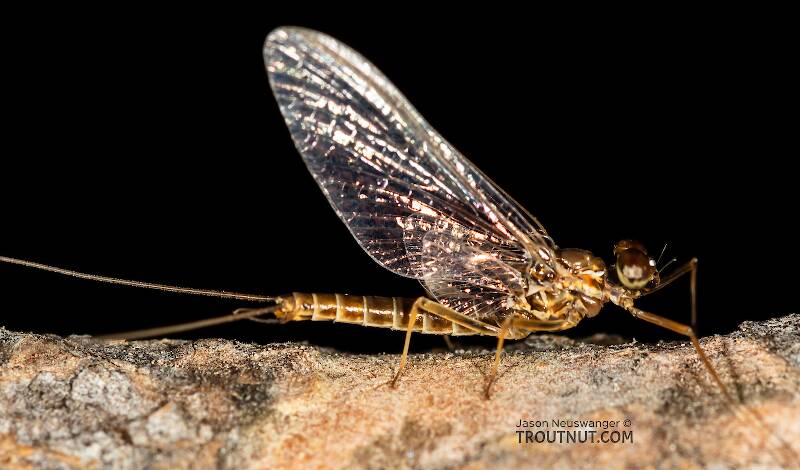 Male Rhithrogena undulata (Heptageniidae) (Small Western Red Quill) Mayfly Spinner from the Madison River in Montana