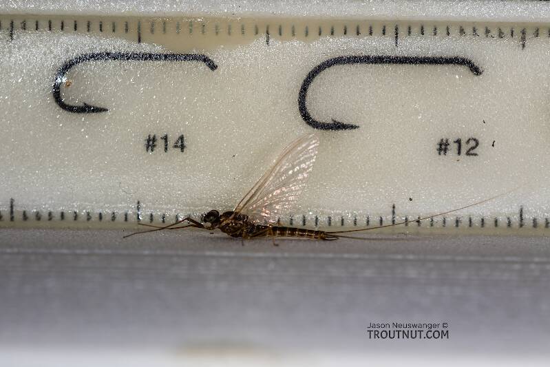 Ruler view of a Male Rhithrogena undulata (Heptageniidae) (Small Western Red Quill) Mayfly Spinner from the Madison River in Montana The smallest ruler marks are 1 mm.