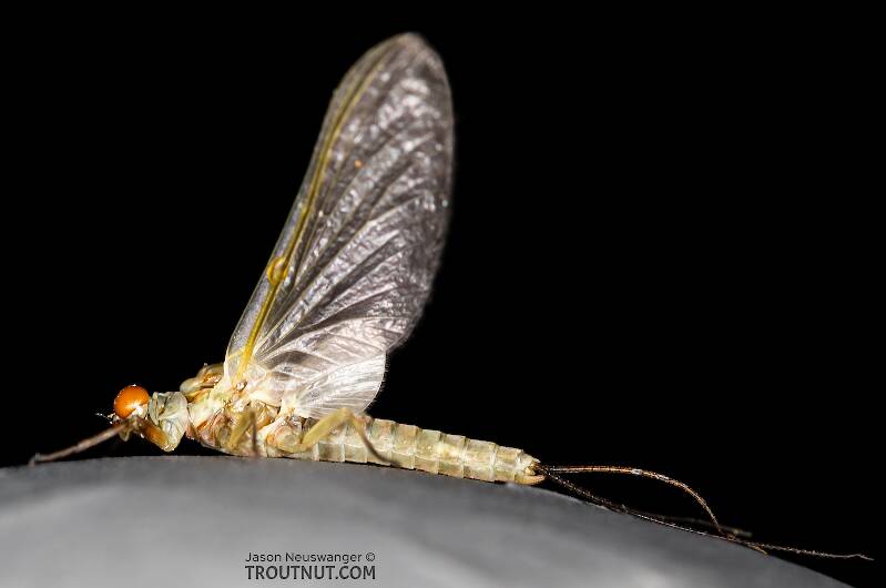 Lateral view of a Male Ephemerella dorothea infrequens (Ephemerellidae) (Pale Morning Dun) Mayfly Dun from the Madison River in Montana