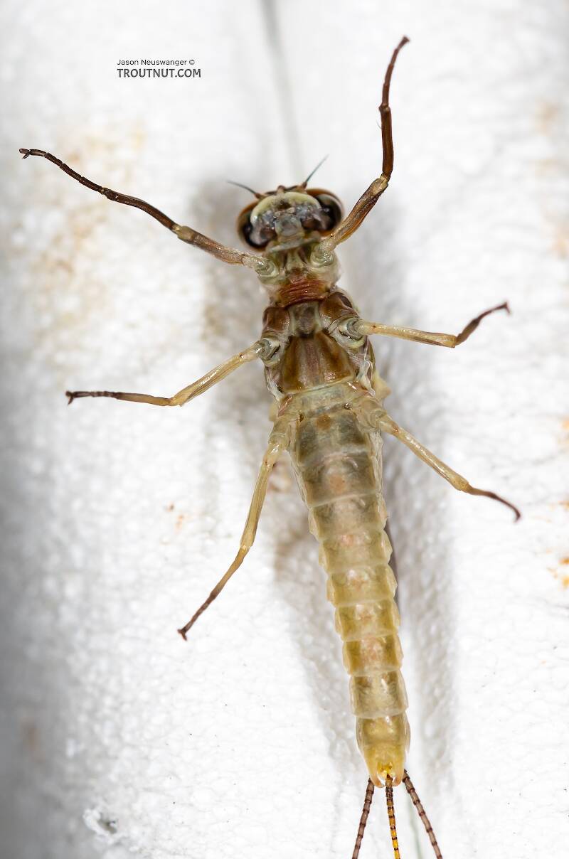 Ventral view of a Male Ephemerella dorothea infrequens (Ephemerellidae) (Pale Morning Dun) Mayfly Dun from the Madison River in Montana
