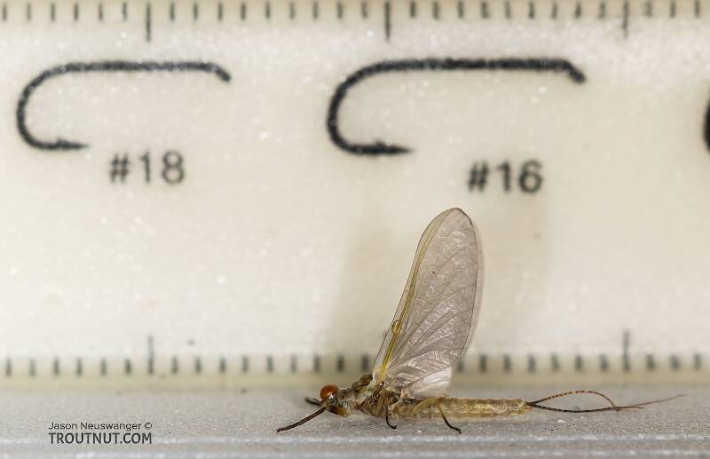 Ruler view of a Male Ephemerella dorothea infrequens (Ephemerellidae) (Pale Morning Dun) Mayfly Dun from the Madison River in Montana The smallest ruler marks are 1 mm.