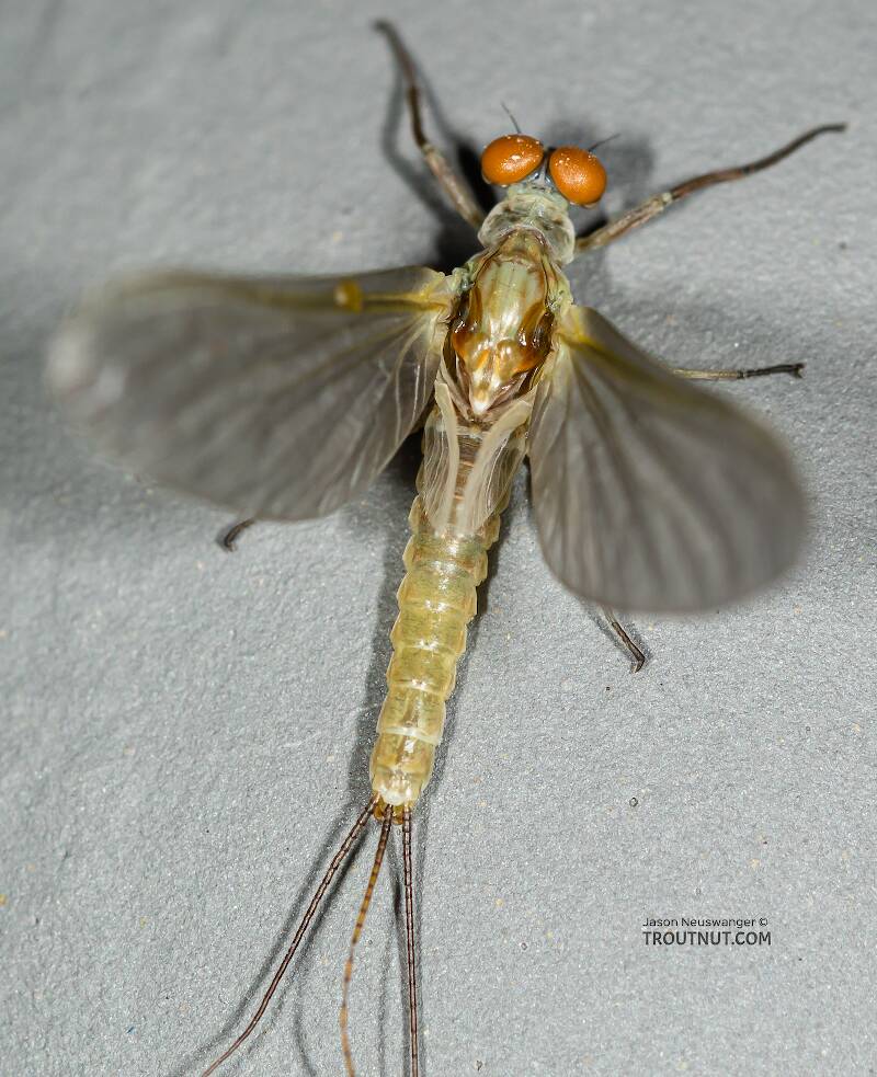 Dorsal view of a Male Ephemerella dorothea infrequens (Ephemerellidae) (Pale Morning Dun) Mayfly Dun from the Madison River in Montana