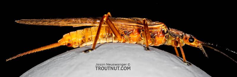 Lateral view of a Female Hesperoperla pacifica (Perlidae) (Golden Stone) Stonefly Adult from the Gallatin River in Montana