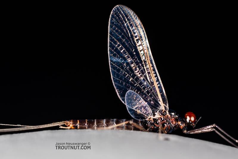 Lateral view of a Male Neoleptophlebia heteronea (Leptophlebiidae) (Blue Quill) Mayfly Spinner from the Madison River in Montana