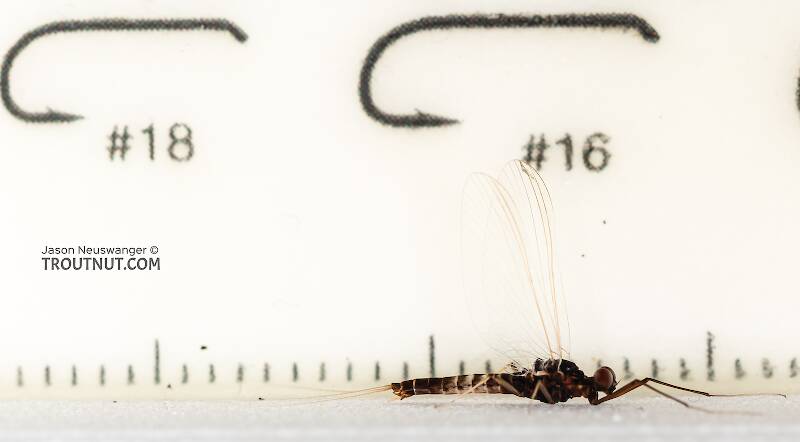 Ruler view of a Male Neoleptophlebia heteronea (Leptophlebiidae) (Blue Quill) Mayfly Spinner from the Madison River in Montana The smallest ruler marks are 1 mm.