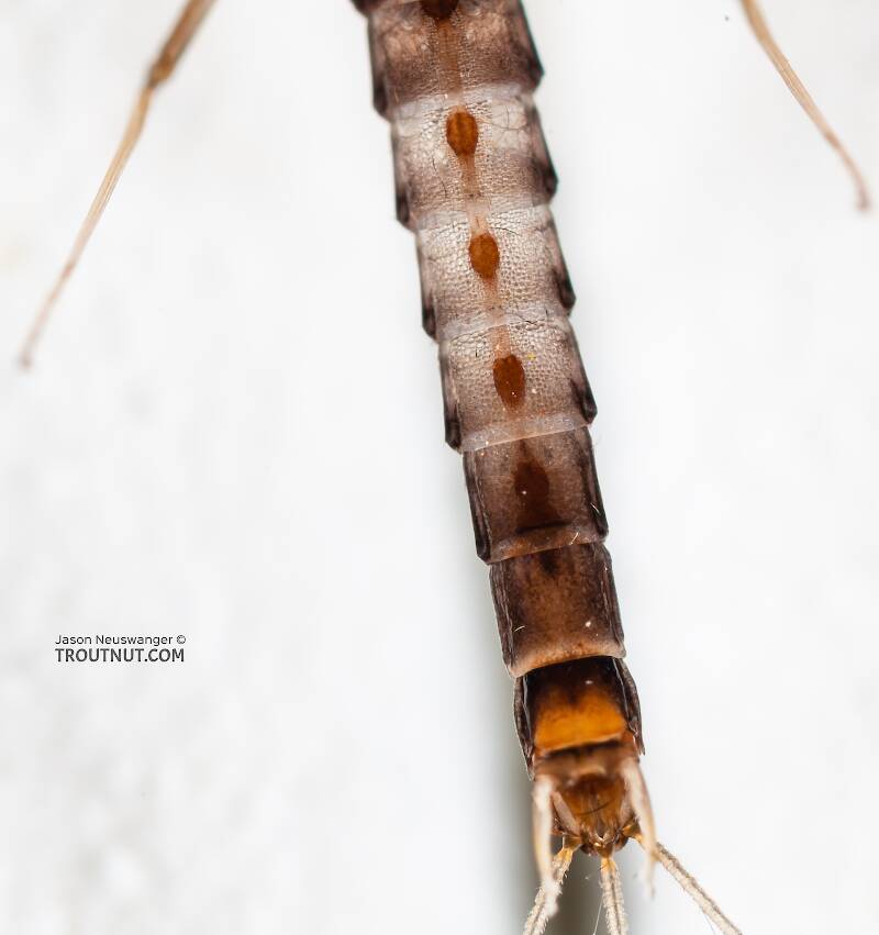 Male Neoleptophlebia heteronea (Leptophlebiidae) (Blue Quill) Mayfly Spinner from the Madison River in Montana