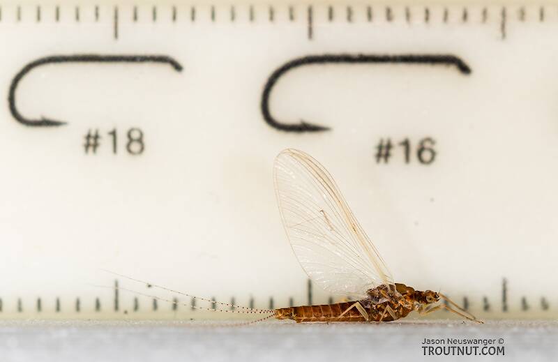Ruler view of a Female Ephemerella dorothea infrequens (Ephemerellidae) (Pale Morning Dun) Mayfly Spinner from the Madison River in Montana The smallest ruler marks are 1 mm.