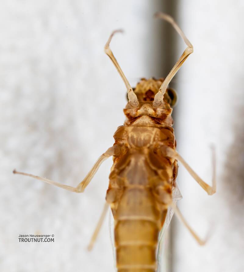 Female Ephemerella dorothea infrequens (Ephemerellidae) (Pale Morning Dun) Mayfly Spinner from the Madison River in Montana