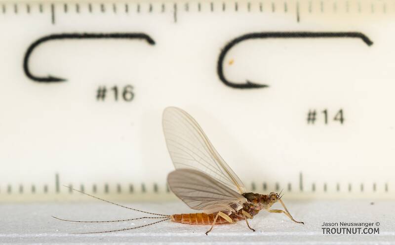Ruler view of a Female Ephemerella aurivillii (Ephemerellidae) Mayfly Dun from the Madison River in Montana The smallest ruler marks are 1 mm.