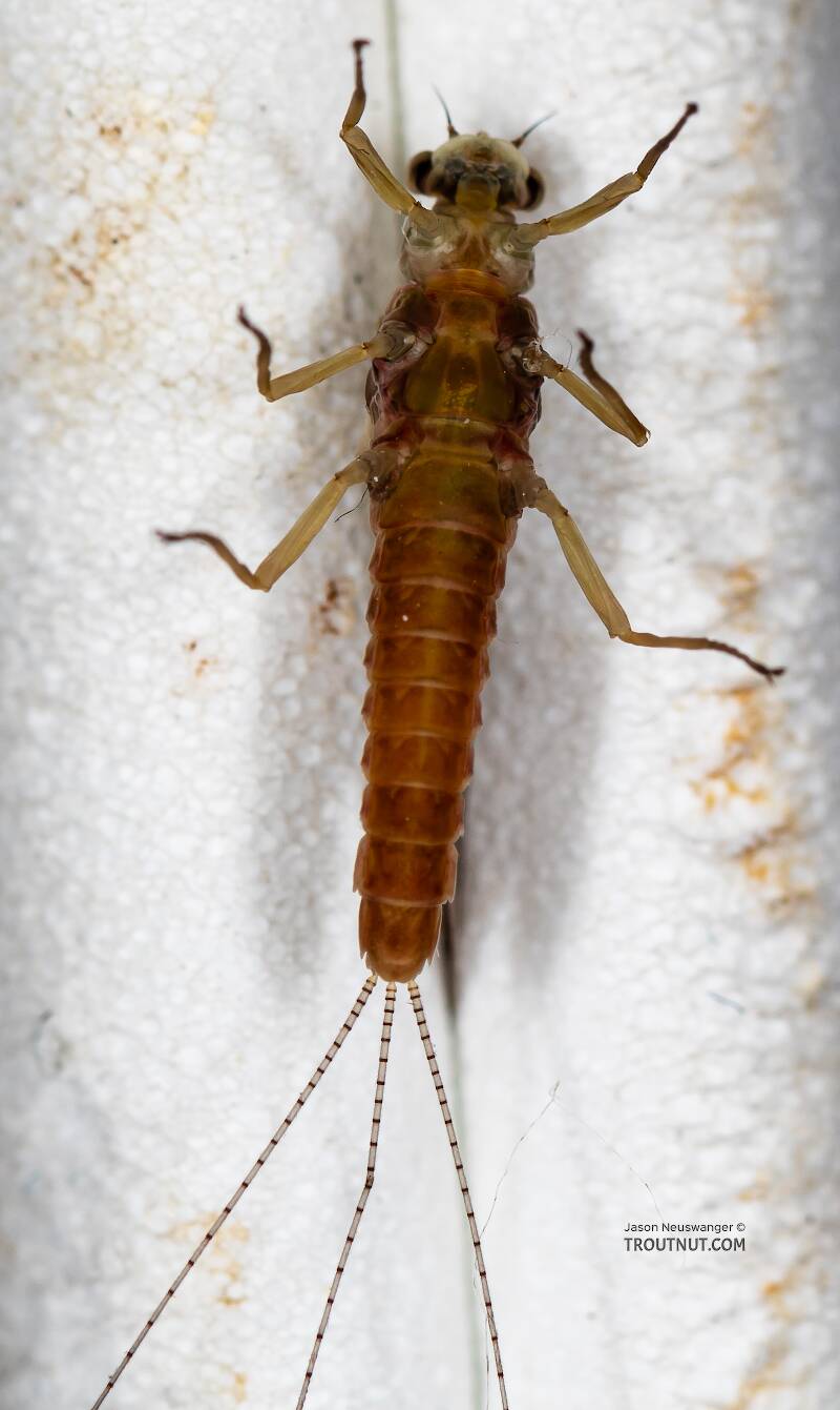 Ventral view of a Female Ephemerella aurivillii (Ephemerellidae) Mayfly Dun from the Madison River in Montana