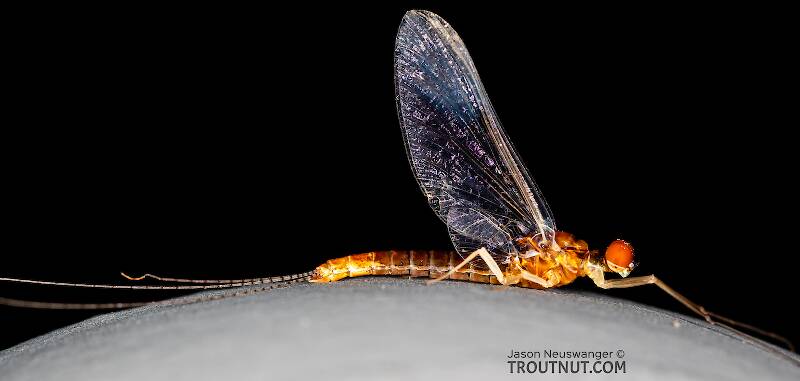 Lateral view of a Male Ephemerella dorothea infrequens (Ephemerellidae) (Pale Morning Dun) Mayfly Spinner from the Madison River in Montana