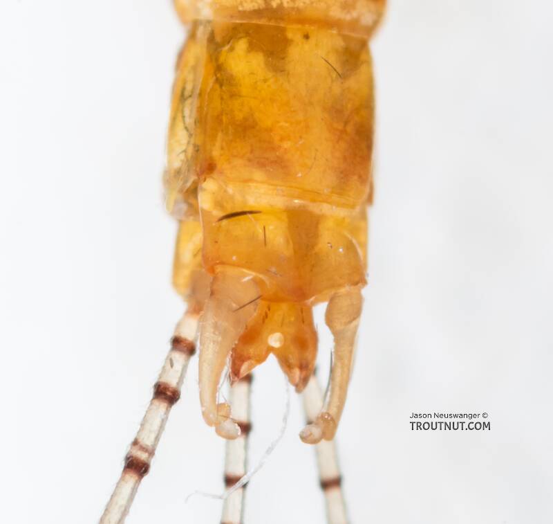 Male Ephemerella dorothea infrequens (Ephemerellidae) (Pale Morning Dun) Mayfly Spinner from the Madison River in Montana