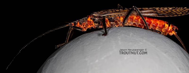 Lateral view of a Male Pteronarcys californica (Pteronarcyidae) (Giant Salmonfly) Stonefly Adult from the Gallatin River in Montana