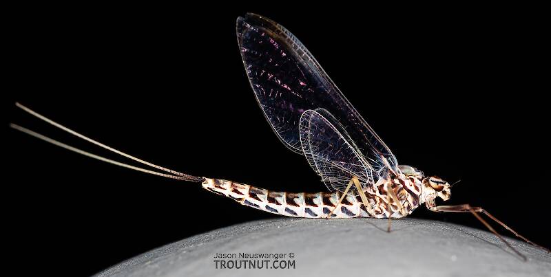 Lateral view of a Female Siphlonurus alternatus (Siphlonuridae) (Gray Drake) Mayfly Spinner from the Gallatin River in Montana