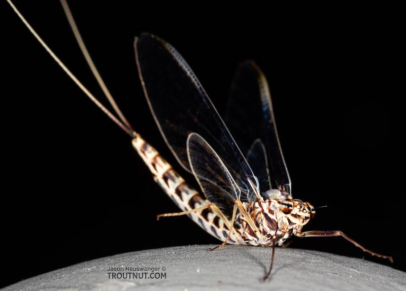 Female Siphlonurus alternatus (Siphlonuridae) (Gray Drake) Mayfly Spinner from the Gallatin River in Montana