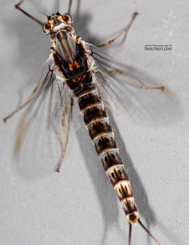 Dorsal view of a Female Siphlonurus alternatus (Siphlonuridae) (Gray Drake) Mayfly Spinner from the Gallatin River in Montana