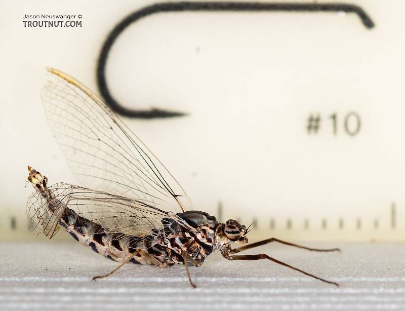 The last abdominal segments of this one were damaged.

Ruler view of a Female Siphlonurus alternatus (Siphlonuridae) (Gray Drake) Mayfly Spinner from the Gallatin River in Montana The smallest ruler marks are 1 mm.
