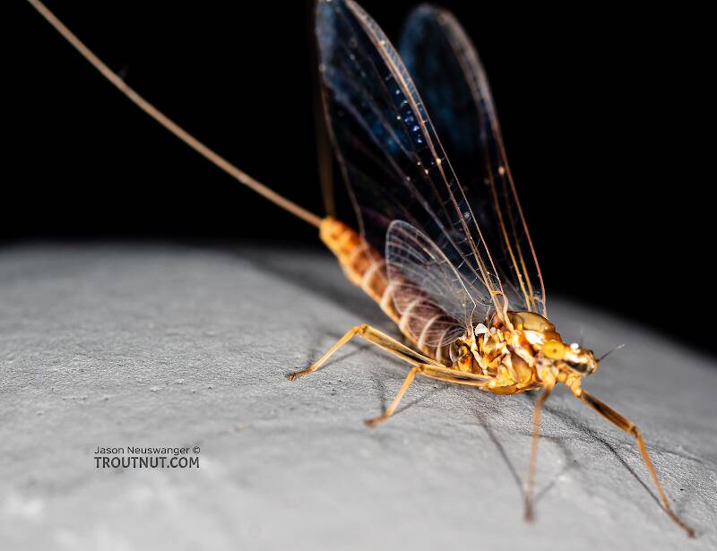 Female Rhithrogena (Heptageniidae) Mayfly Spinner from the Gallatin River in Montana