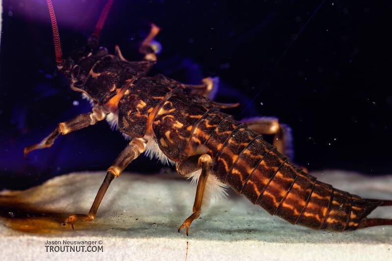 Pteronarcys californica (Pteronarcyidae) (Giant Salmonfly) Stonefly Nymph from the Gallatin River in Montana