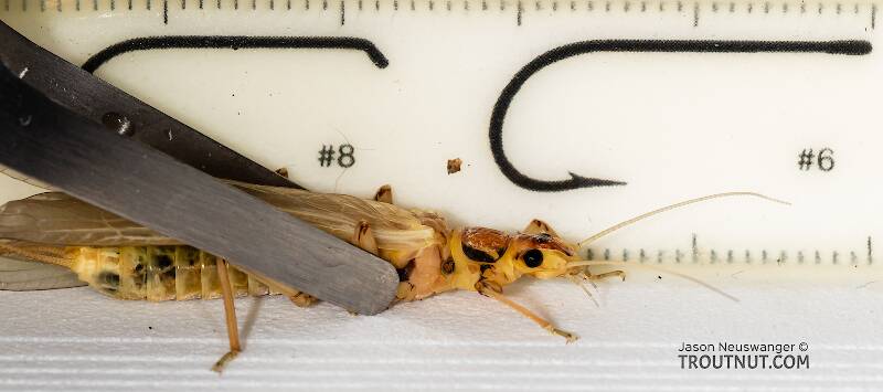 Female Hesperoperla pacifica (Perlidae) (Golden Stone) Stonefly Adult from the Gallatin River in Montana