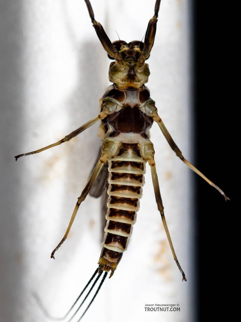 Ventral view of a Male Drunella (Ephemerellidae) (Blue-Winged Olive) Mayfly Dun from the Ruby River in Montana