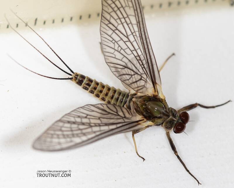 Dorsal view of a Male Drunella (Ephemerellidae) (Blue-Winged Olive) Mayfly Dun from the Ruby River in Montana