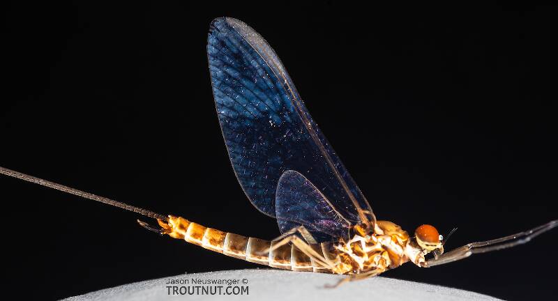 Lateral view of a Male Rhithrogena hageni (Heptageniidae) (Western Black Quill) Mayfly Spinner from the Ruby River in Montana