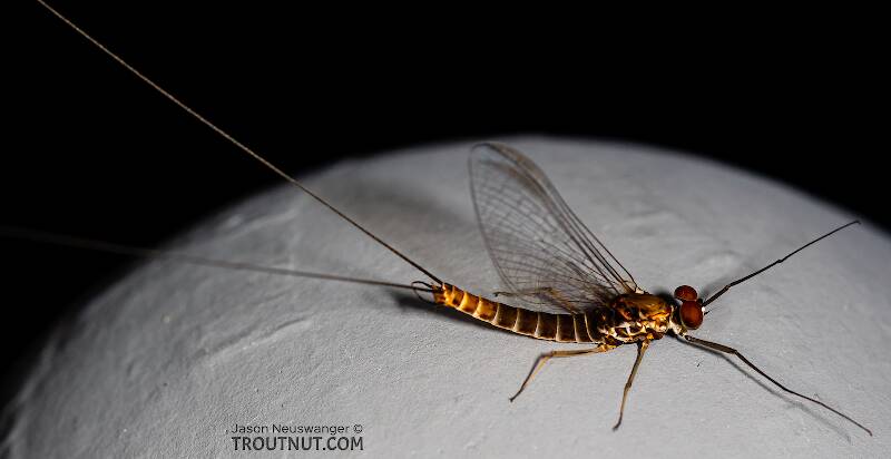 Male Rhithrogena hageni (Heptageniidae) (Western Black Quill) Mayfly Spinner from the Ruby River in Montana