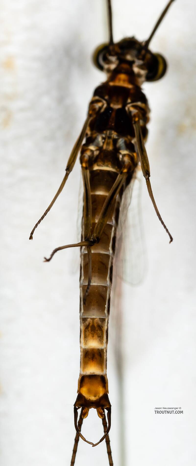 Ventral view of a Male Rhithrogena hageni (Heptageniidae) (Western Black Quill) Mayfly Spinner from the Ruby River in Montana