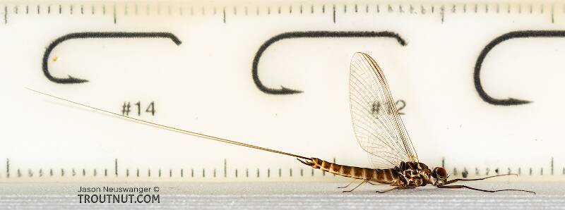 Ruler view of a Male Rhithrogena hageni (Heptageniidae) (Western Black Quill) Mayfly Spinner from the Ruby River in Montana The smallest ruler marks are 1 mm.