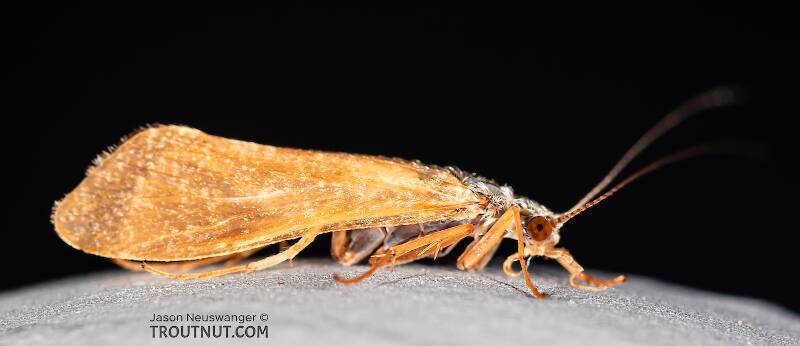 Lateral view of a Male Hydropsychidae Caddisfly Adult from the Ruby River in Montana
